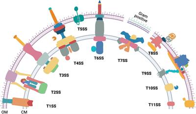 Design Principles of the Rotary Type 9 Secretion System